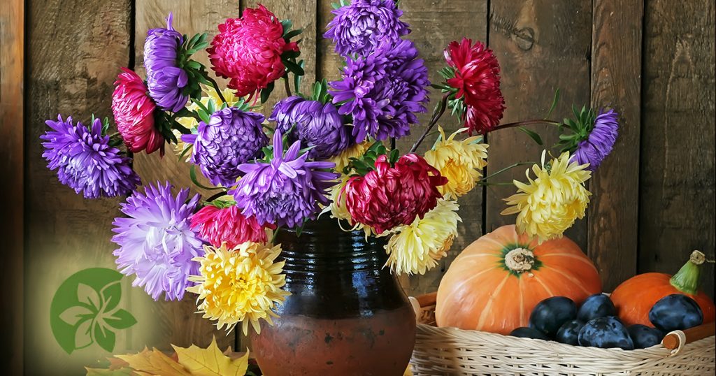 The aster as the fall flower