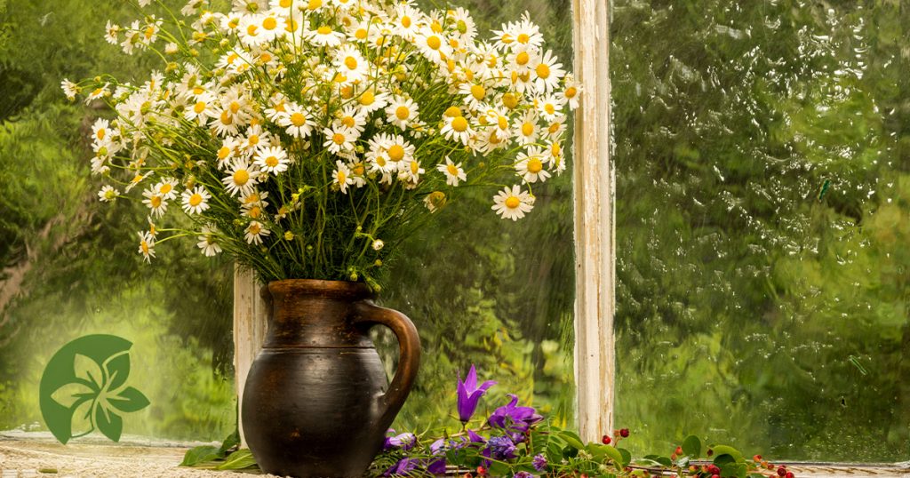 Best flowers to give: chamomiles against a rainy window