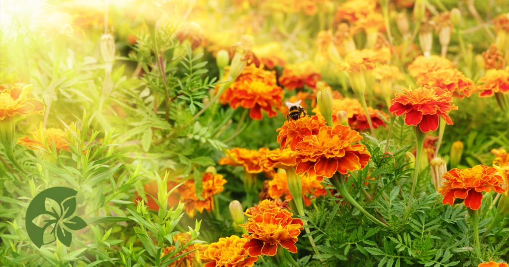 Bee and marigolds