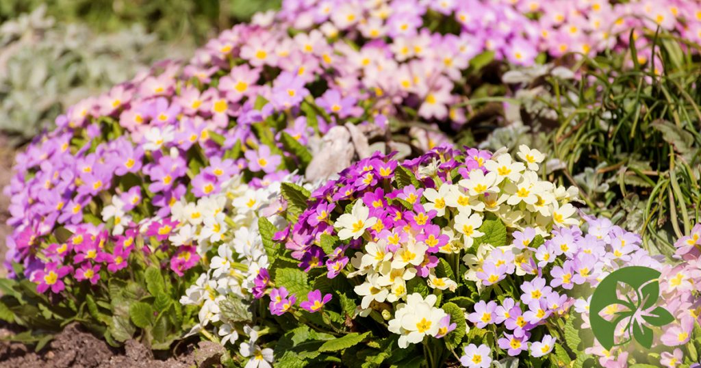 Primroses bloom in early spring