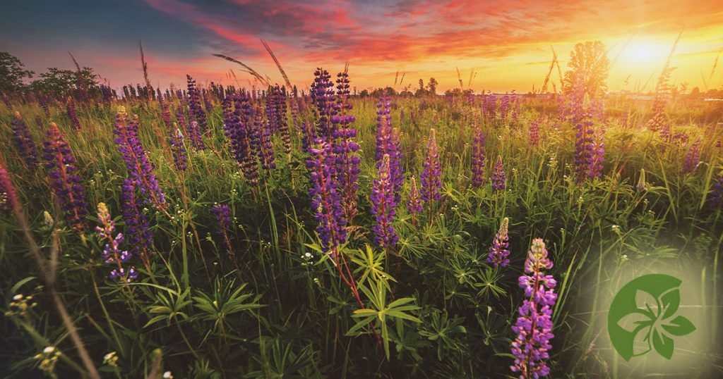 The brightest and most impressive flowering