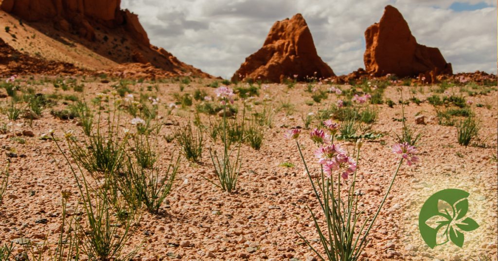 Delicate violet wild leeks