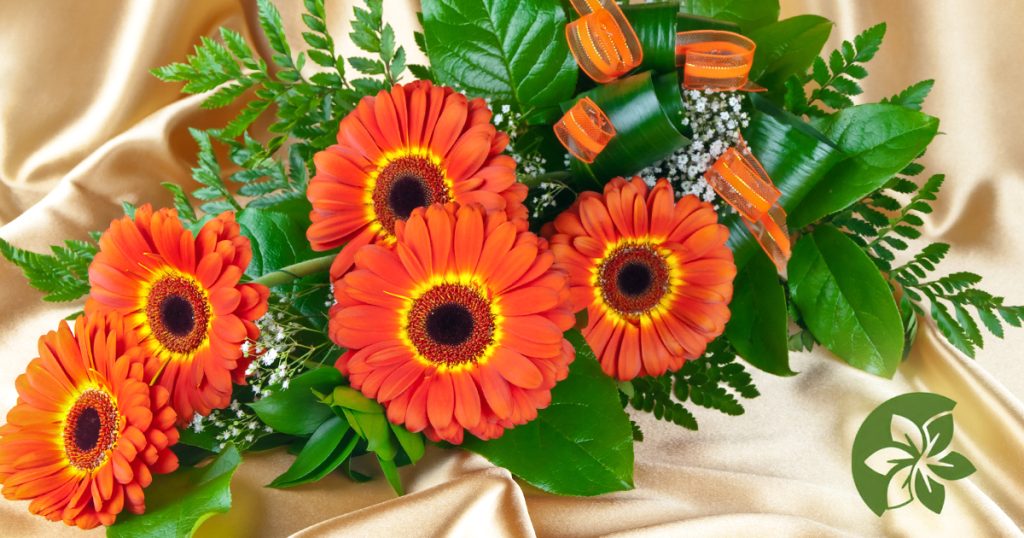 Orange gerberas