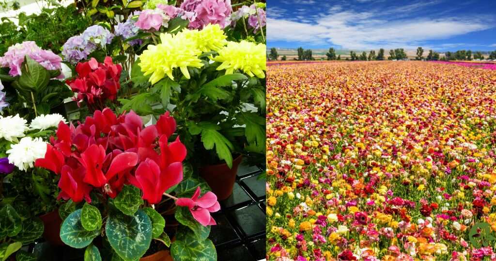 Bouquets are collected from popular flowers