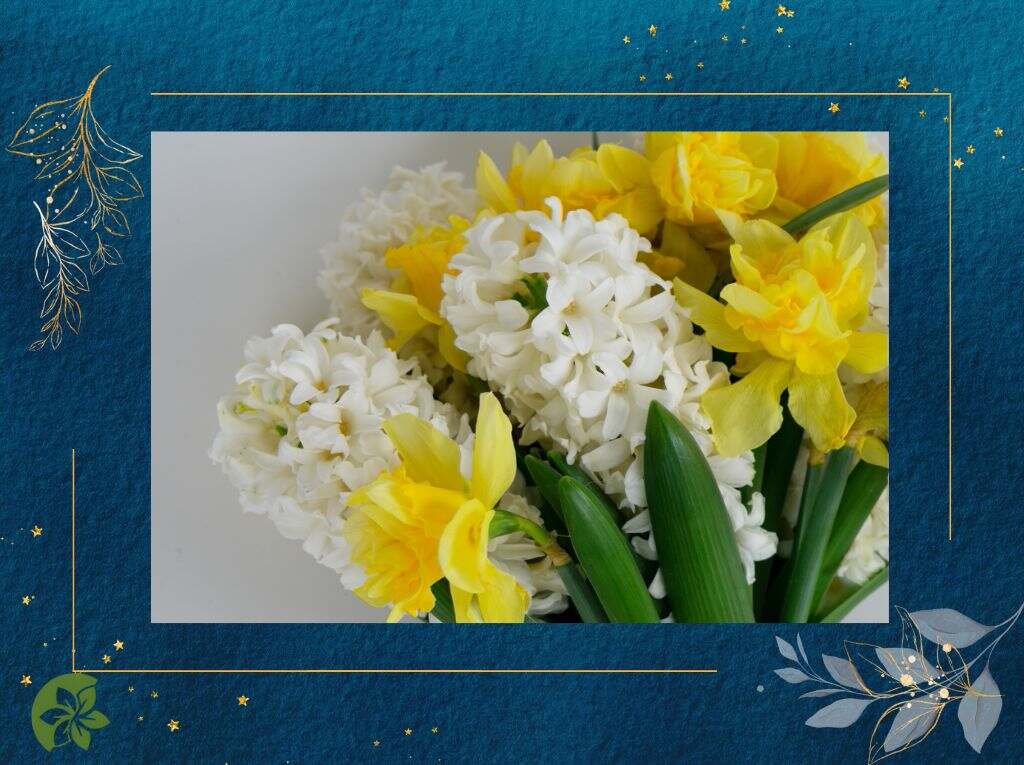 Perfect daffodils and hyacinths 