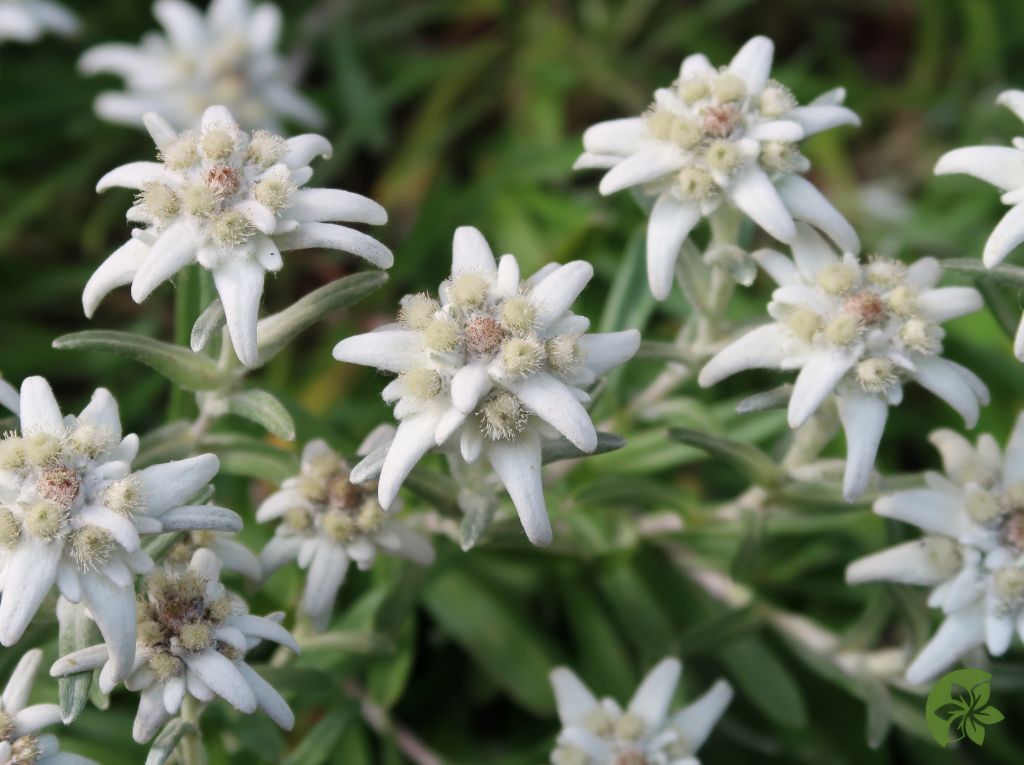  Gentle Edelweiss and Floral Diplomacy