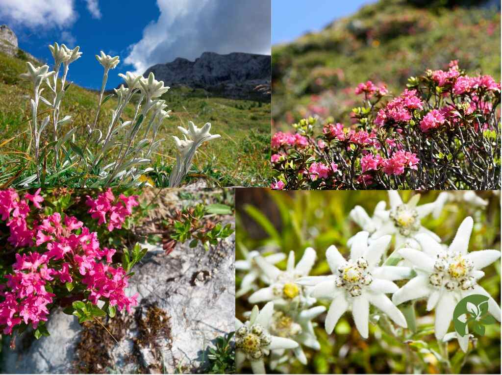 Outstanding Representatives of Flower Diplomacy: from Gentle Edelweiss to Bold Alpine Rose