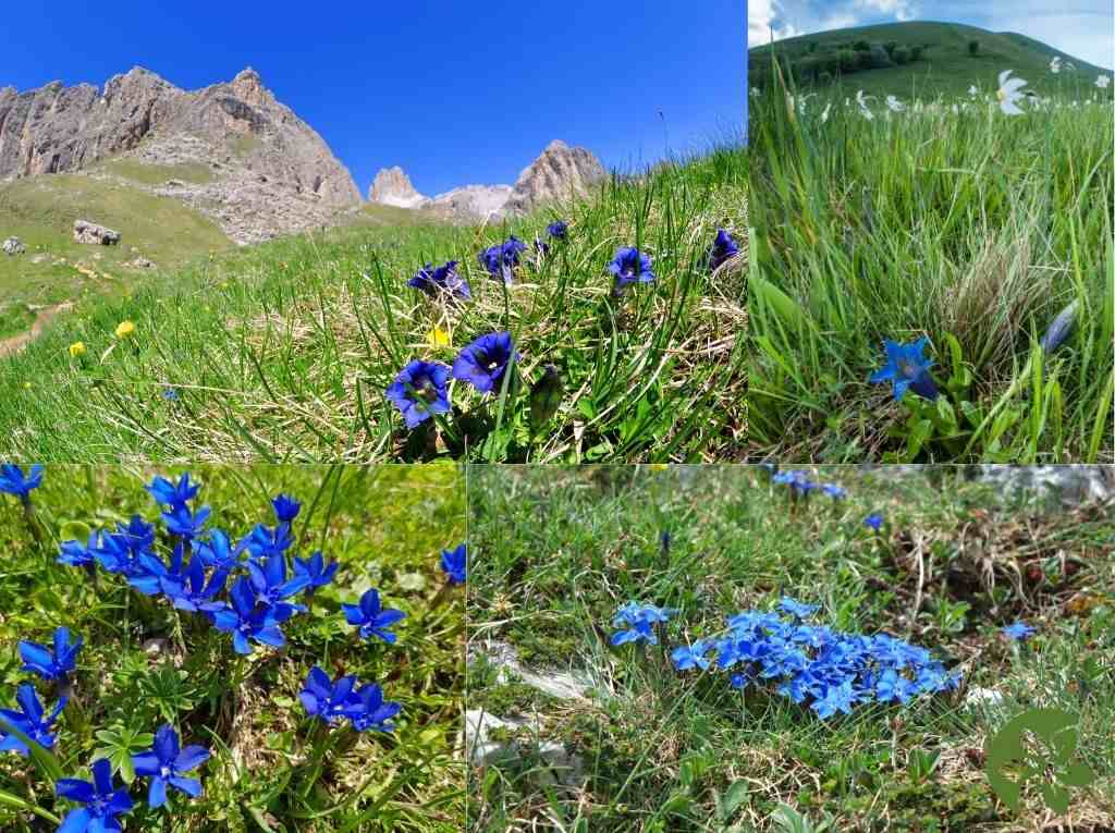 Gentians as Blue Blossoming Legacy Liechtenstein's meadows