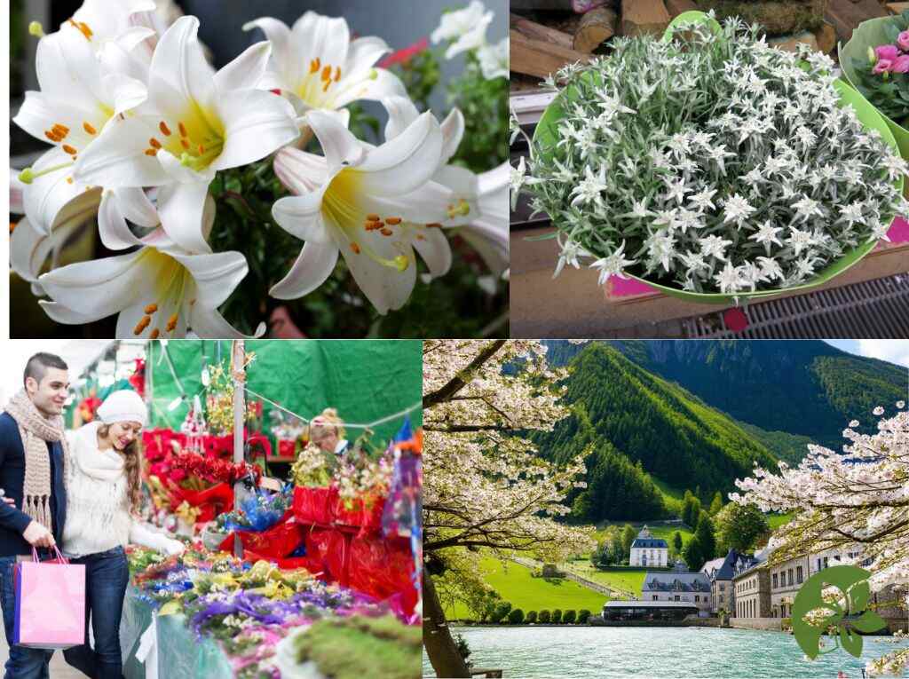 Liechtenstein's national flowers